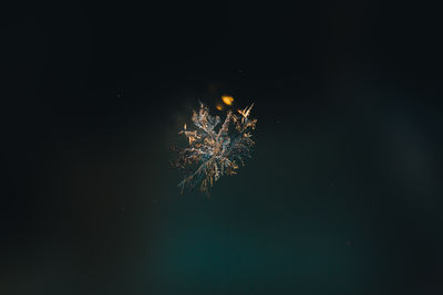 Close-up of ice crystal at night