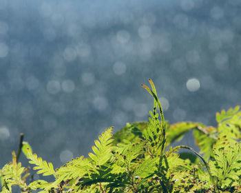 Close-up of wet yellow leaves