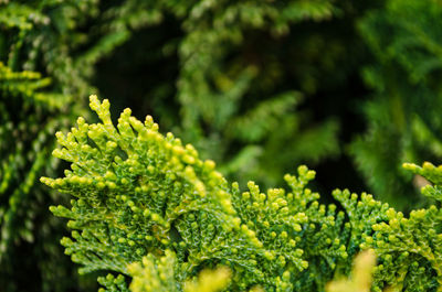 Close-up of green plant