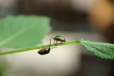 Close-up of insect on leaf