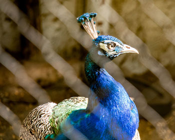 Close-up of peacock