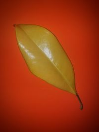 Close-up of leaf against orange background