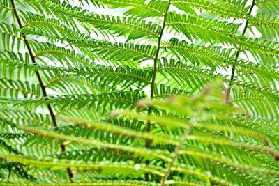 Close-up of palm tree leaves