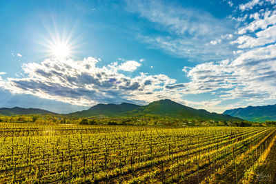 Scenic view of agricultural field against sky