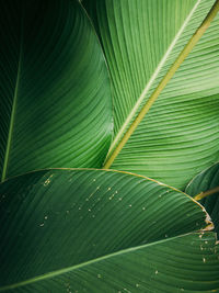 Full frame shot of green leaves