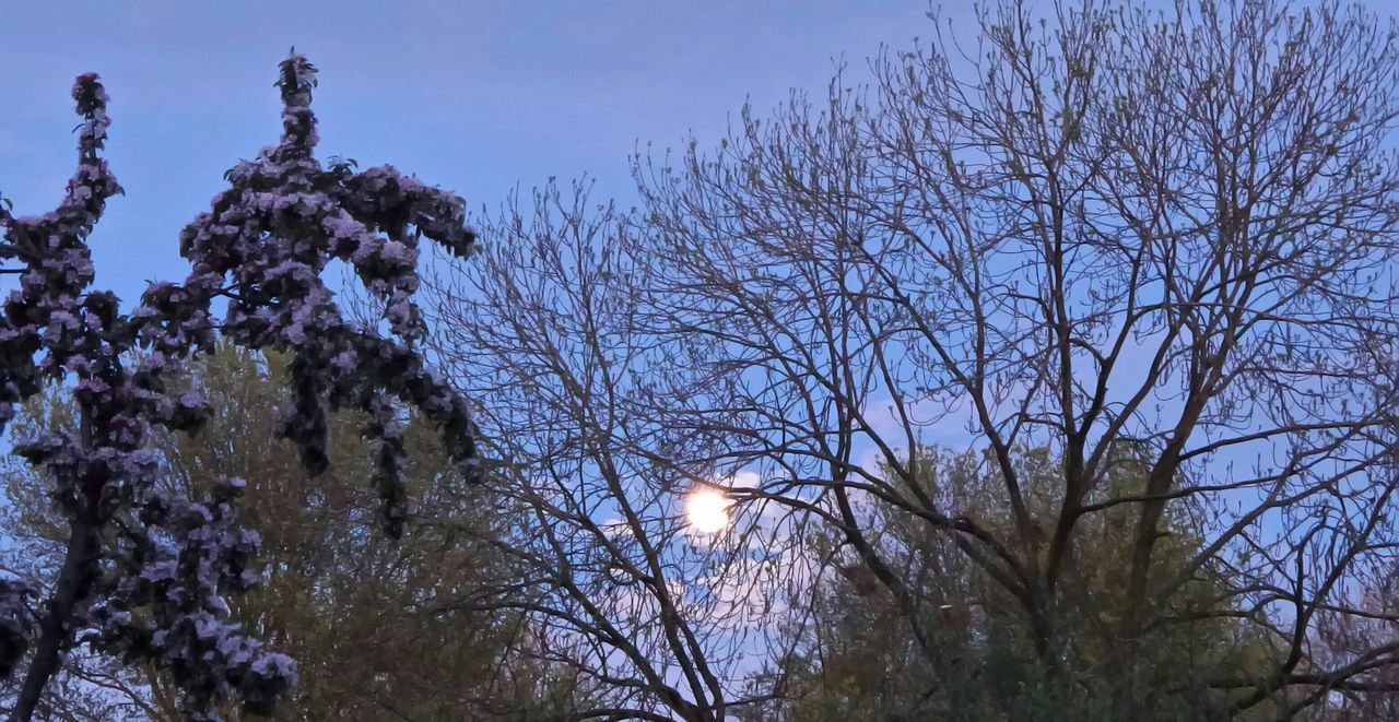 tree, branch, low angle view, bare tree, nature, beauty in nature, growth, tranquility, clear sky, sun, sky, scenics, tranquil scene, silhouette, water, outdoors, blue, sunlight, no people, day