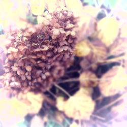 Close-up of flowers