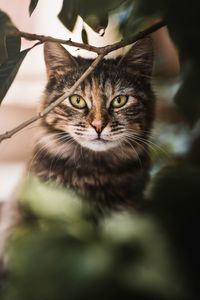 Close-up portrait of tabby cat