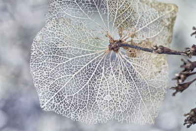 Close-up of leaf