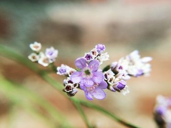 Close-up of purple flowering plant