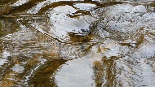 Reflection of trees in water