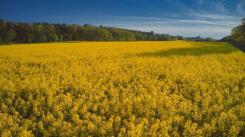 Scenic view of oilseed rape field against sky