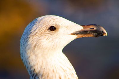 Close-up of a bird