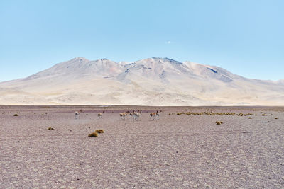 View of a desert