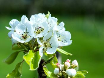 Close-up of white flowers