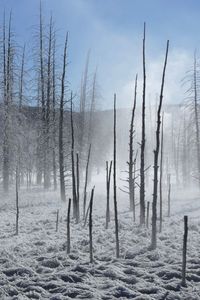 Bare trees on landscape against the sky