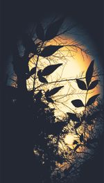Sun shining through trees
