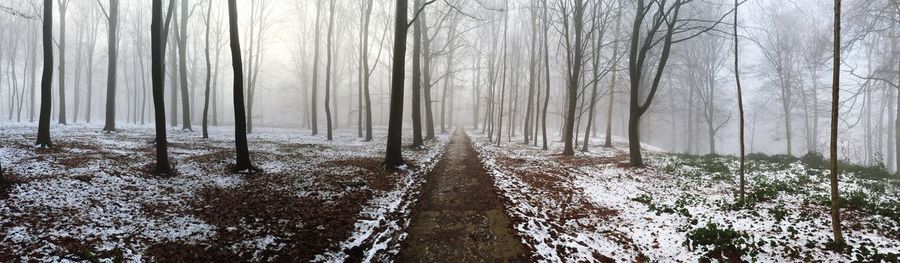 Trees in forest during winter