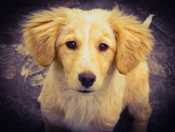 Close-up portrait of dog