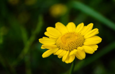 Close-up of yellow flowering plant