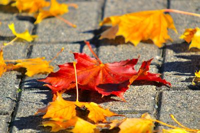 Close-up of yellow maple leaves