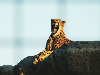 Low angle view of leopard yawning on rock against sky