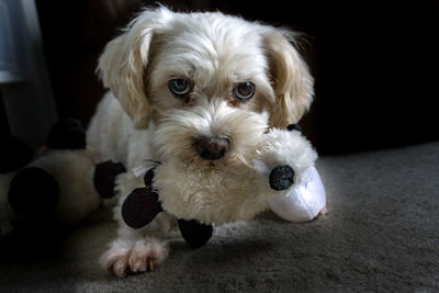 Portrait of dog