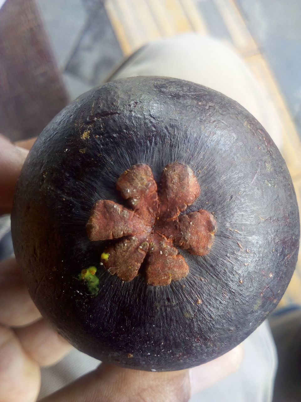 HIGH ANGLE VIEW OF PERSON HOLDING FRUIT