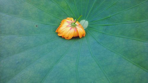 Close-up of pumpkin on autumn leaf