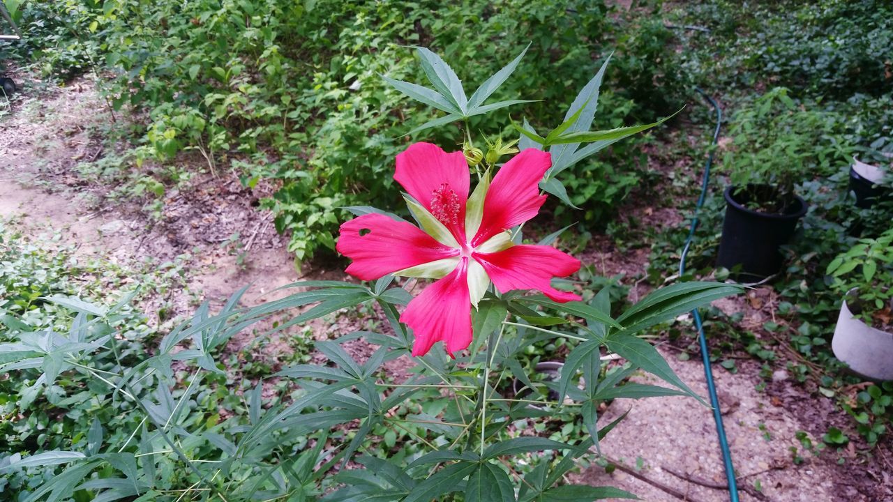 leaf, growth, red, plant, nature, high angle view, beauty in nature, fragility, close-up, flower, freshness, green color, day, autumn, outdoors, season, tranquility, field, no people, change