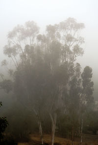 Scenic view of forest during foggy weather