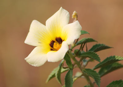 Close-up of white flower