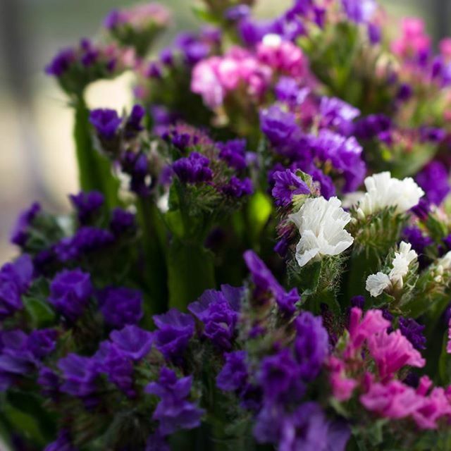 flower, fragility, freshness, purple, petal, growth, beauty in nature, plant, selective focus, flower head, close-up, blooming, nature, focus on foreground, in bloom, abundance, outdoors, no people, park - man made space, day