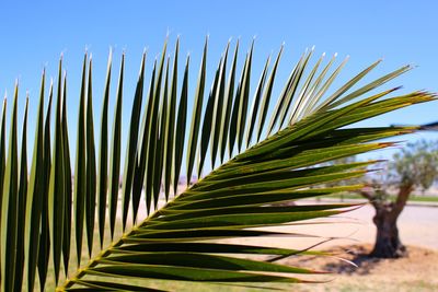 Close-up of palm frond leaves