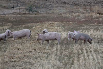 Sheep on field