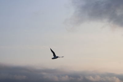 Low angle view of bird flying in sky