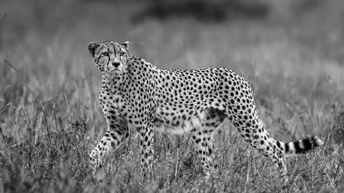 Cheetah looking away while walking on field