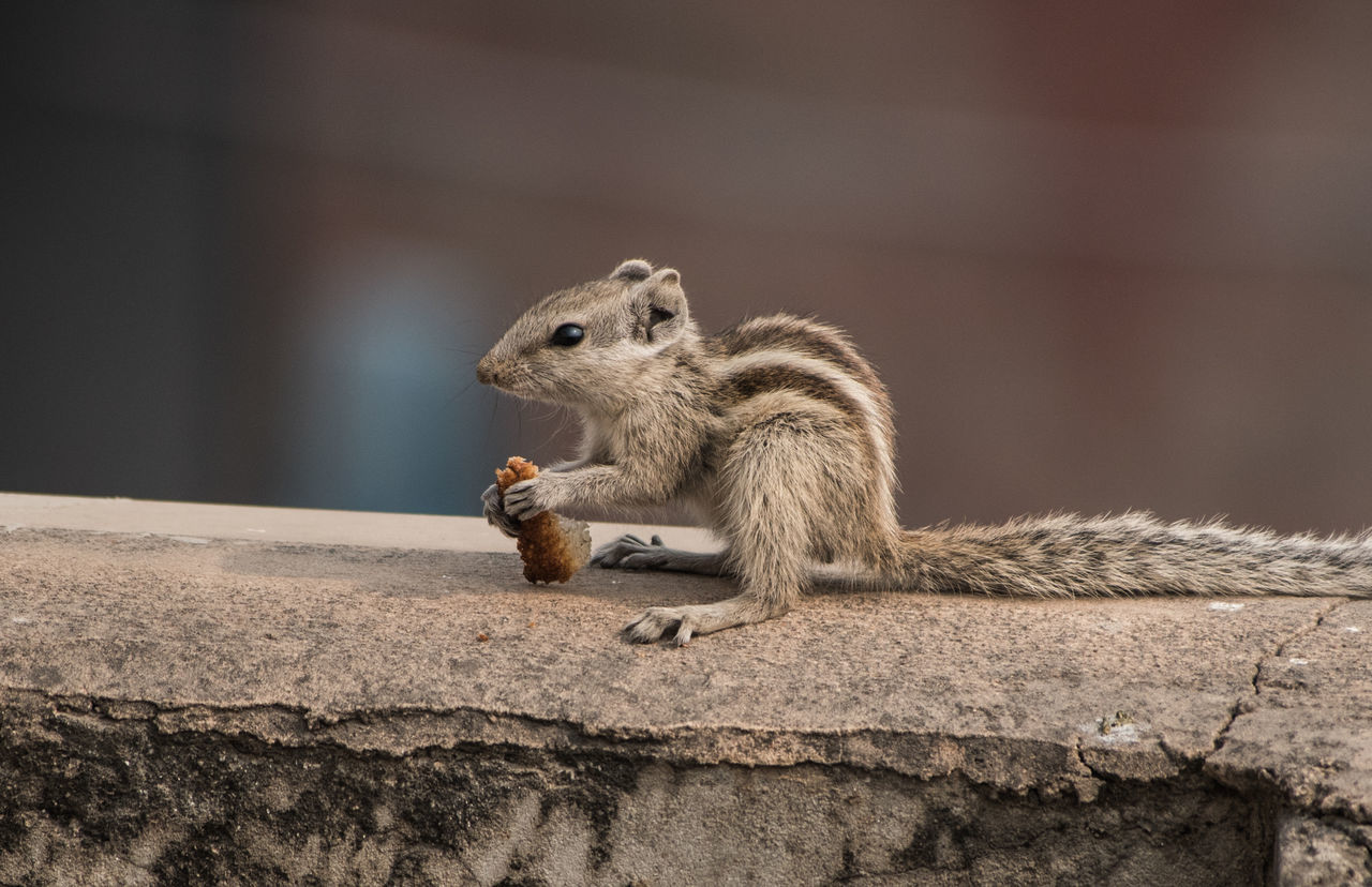 animal themes, one animal, focus on foreground, animals in the wild, wildlife, reptile, lizard, close-up, rock - object, selective focus, day, outdoors, sitting, side view, mammal, no people, squirrel, relaxation, nature, full length