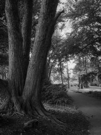 Trees in forest