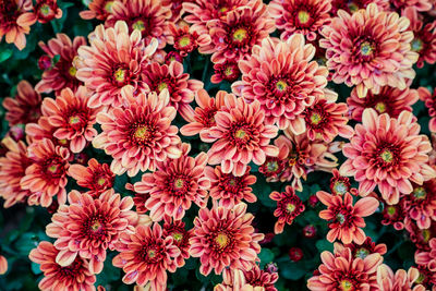 A desktop wallpaper background close-up bird's-eye view if a blooming garden mum plant