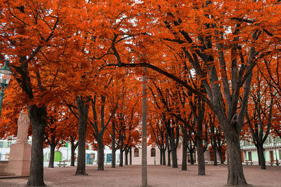 Trees in autumn