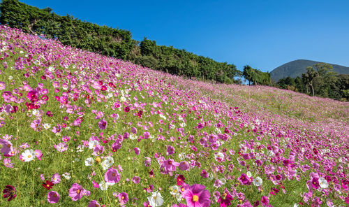 Pink flowering plants on land against sky