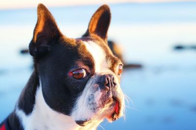 Close-up of dog