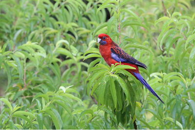 Red and blue bird. crimson rosella perching in a peach tree.