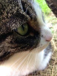 Close-up of cat