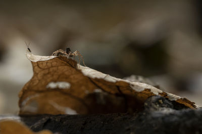 Close-up of dry leaf on rock