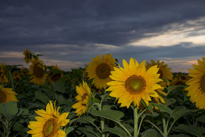 Close-up of yellow flowering plant on field against cloudy sky