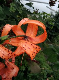 Close-up of red flower