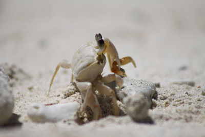 Close-up of crab on sand