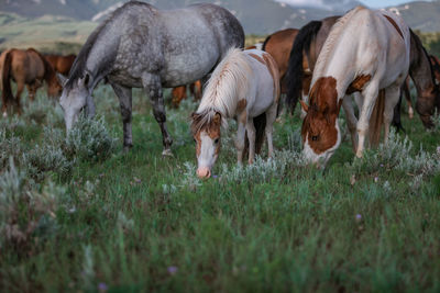 Horses grazing in a field